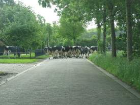 Cows crossing