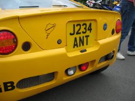 Yellow ant